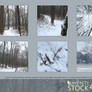 062.  Winter Woods Pack