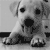 Puppy Bite