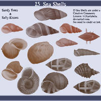 15 Sea Shells