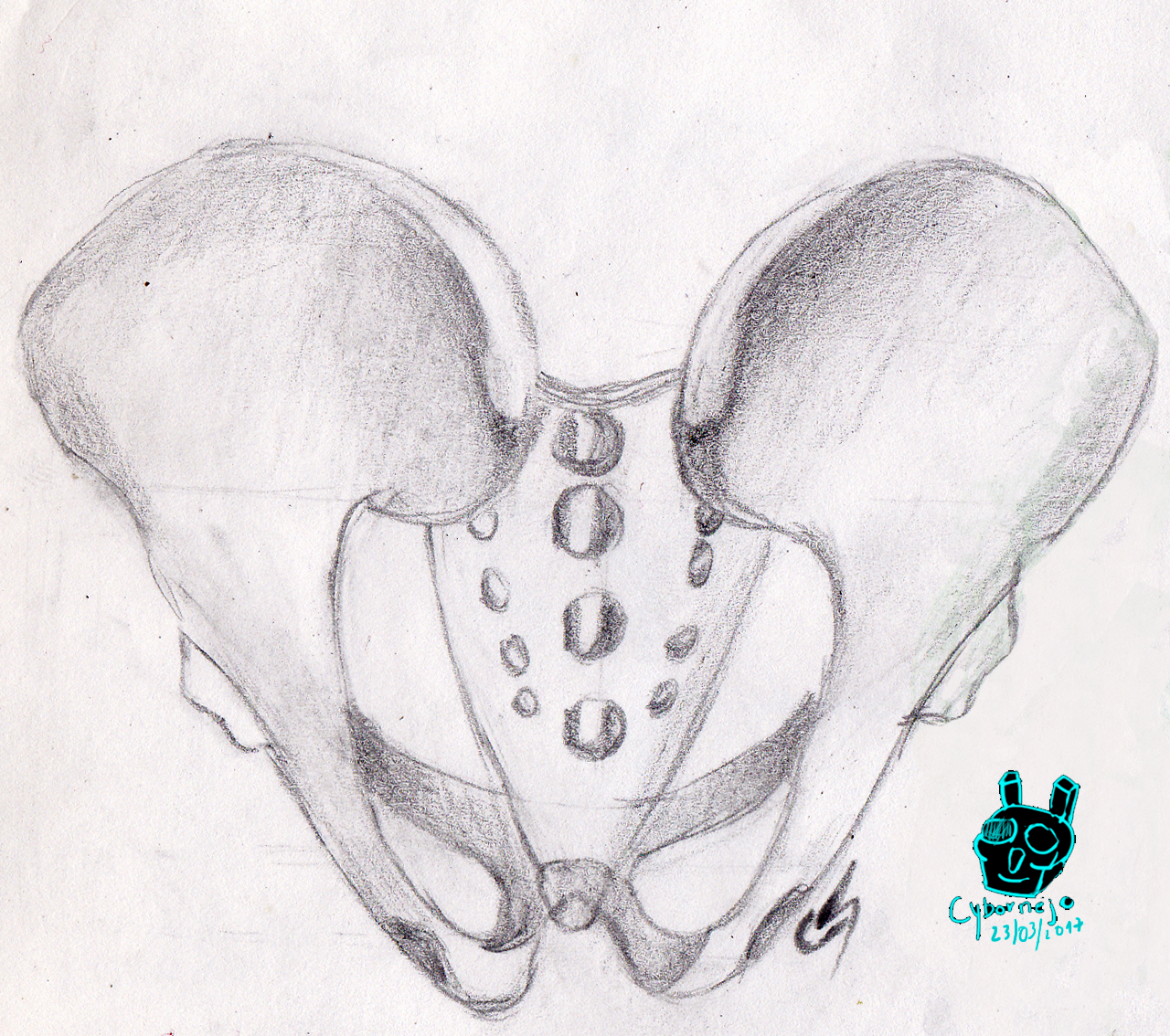 Anterior View Pelvis .. Yep another Boo00nee