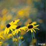 Breezy Lightroom Preset - FREEBIE