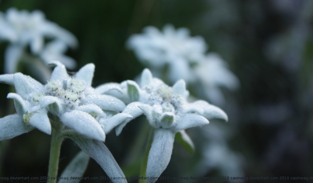 edelweiss - wallpaper pack by Caoineag on DeviantArt