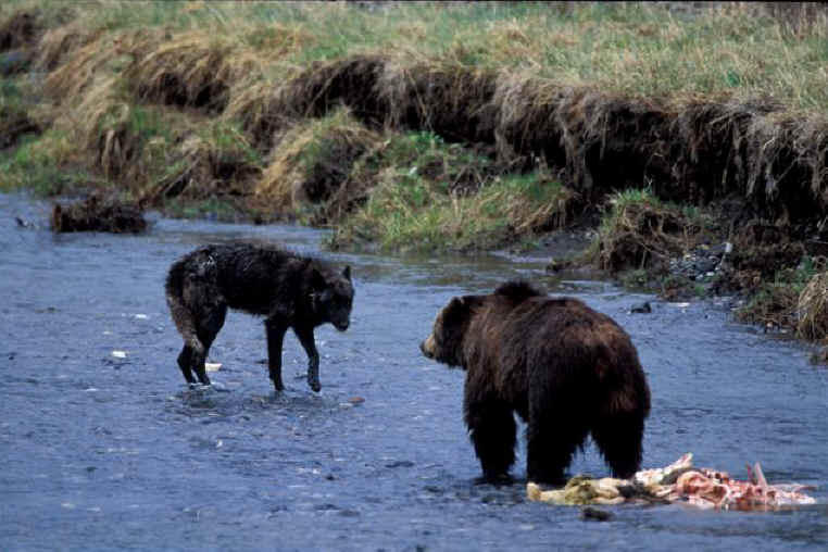 Волк против медведя. Медведь Гризли против Волков. Медведь против медведя.