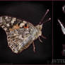 Transparent Butterfly Stock