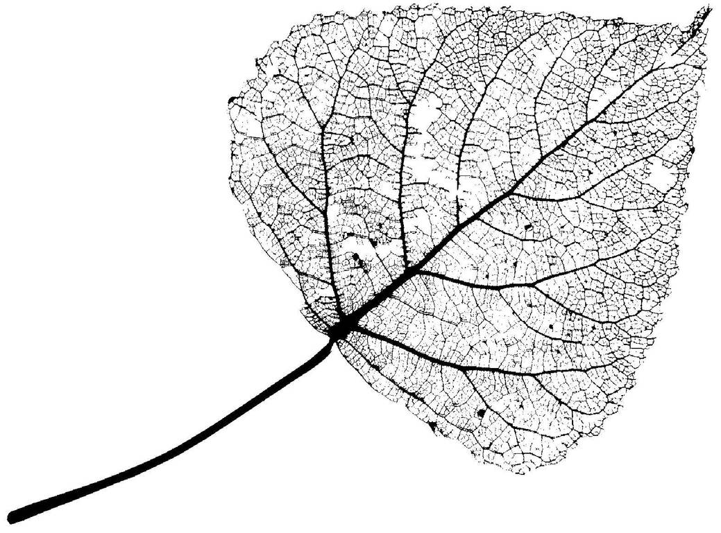 лист дуба на прозрачном фоне. зеленый листик. листья растений. текстура листа. лист осины.