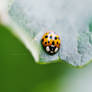 HD Lady Bug Wallpaper