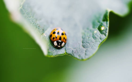 HD Lady Bug Wallpaper