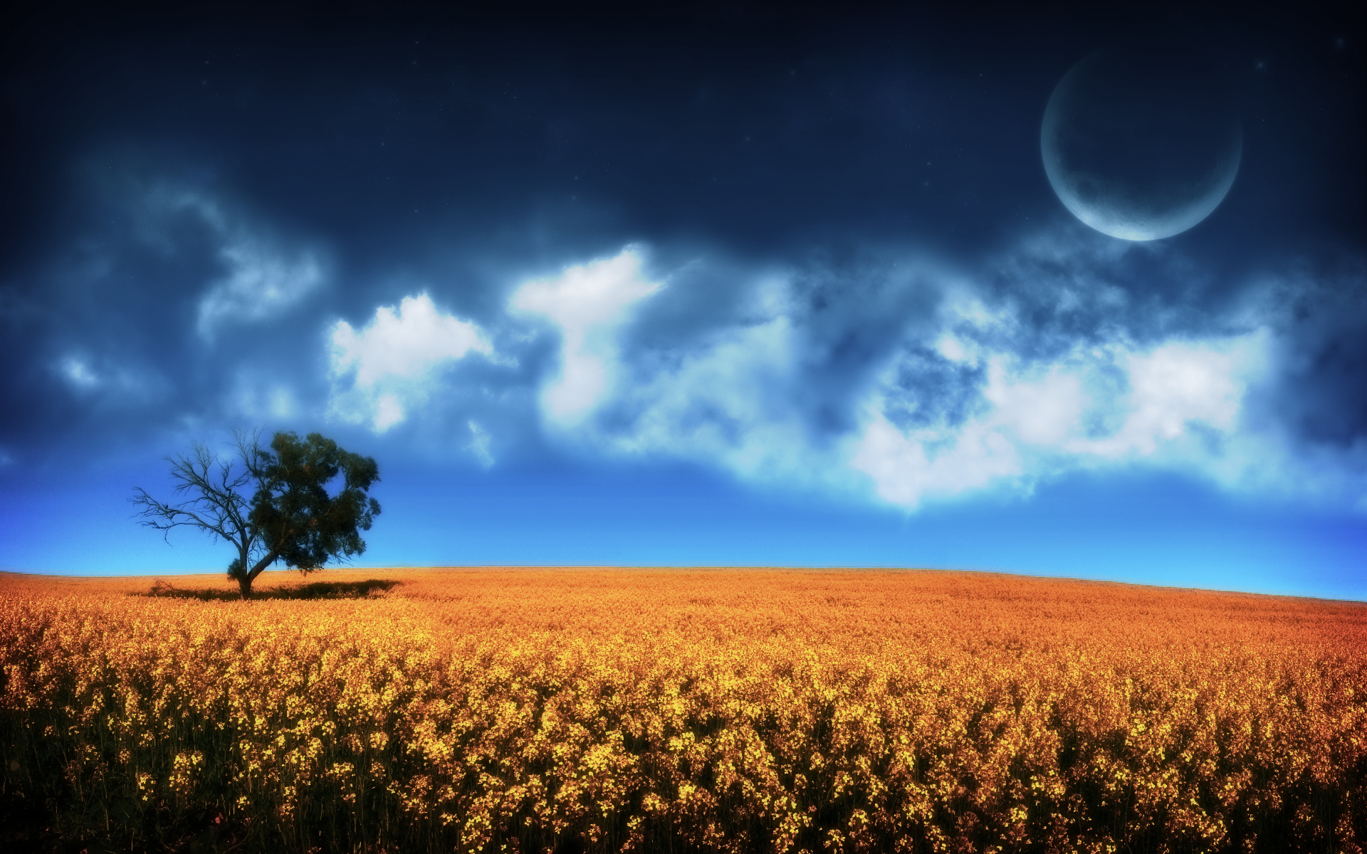 Canola by nuaHs