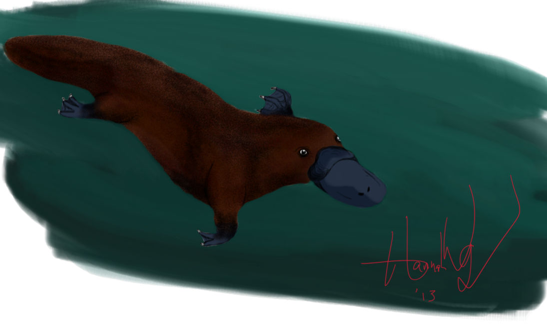 Platypus by PrimaryD on DeviantArt