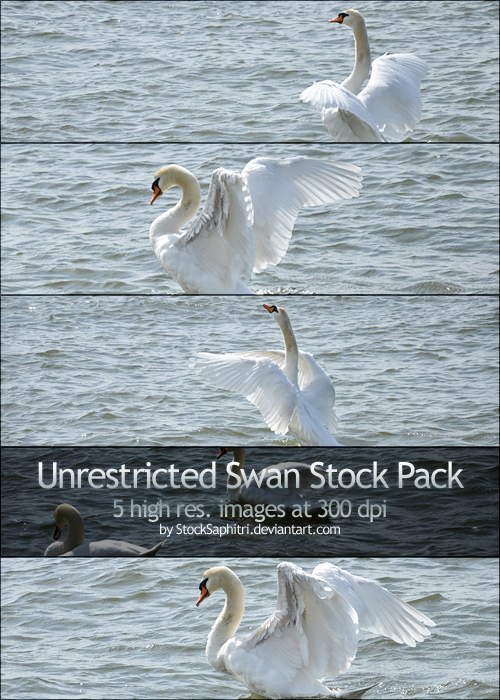 Expressive Swan Stock Pack