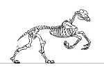 Hippogryph Skeleton run