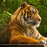 Sumatran Tiger Wallpaper