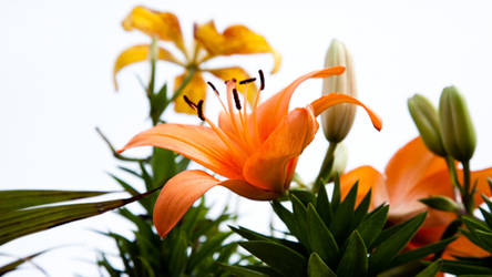 Orange Hybrid Lily on a Dreary Day WP