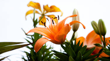 Orange Hybrid Lily on a Dreary Day WP