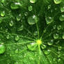 Leafy Droplets Wallpaper