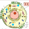 Cell Model