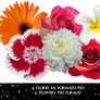 Pack de 6 Flores