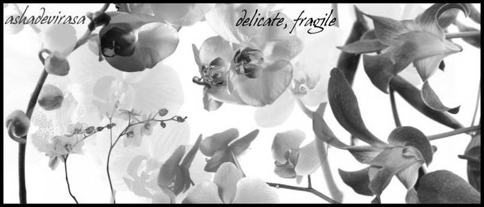 delicate, fragile for PSP8