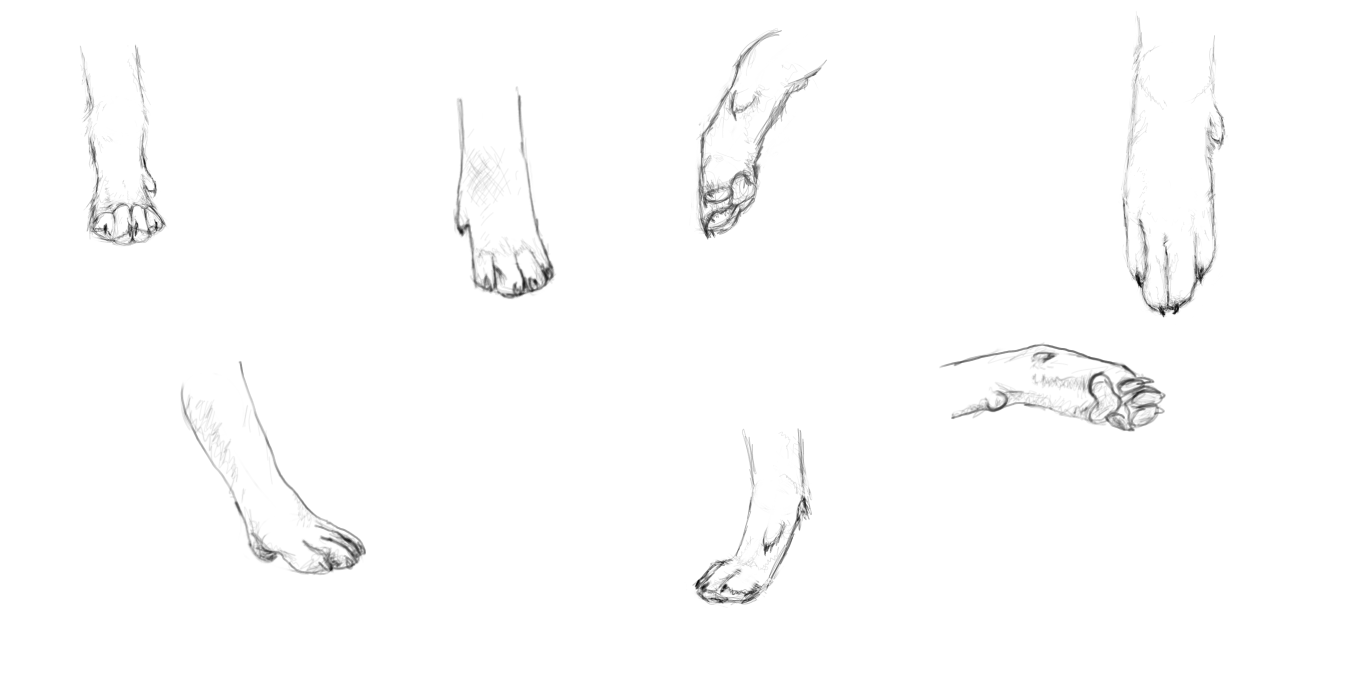Paw study by sammymoo on DeviantArt