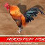Rooster PSD