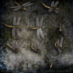 Dragonfly PNG Stock Pack by Alegion-stock