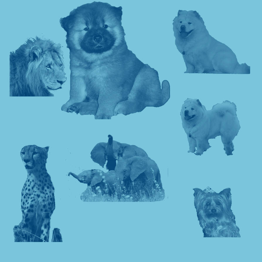 brushes of my dogs chows by carolyndewrance on DeviantArt