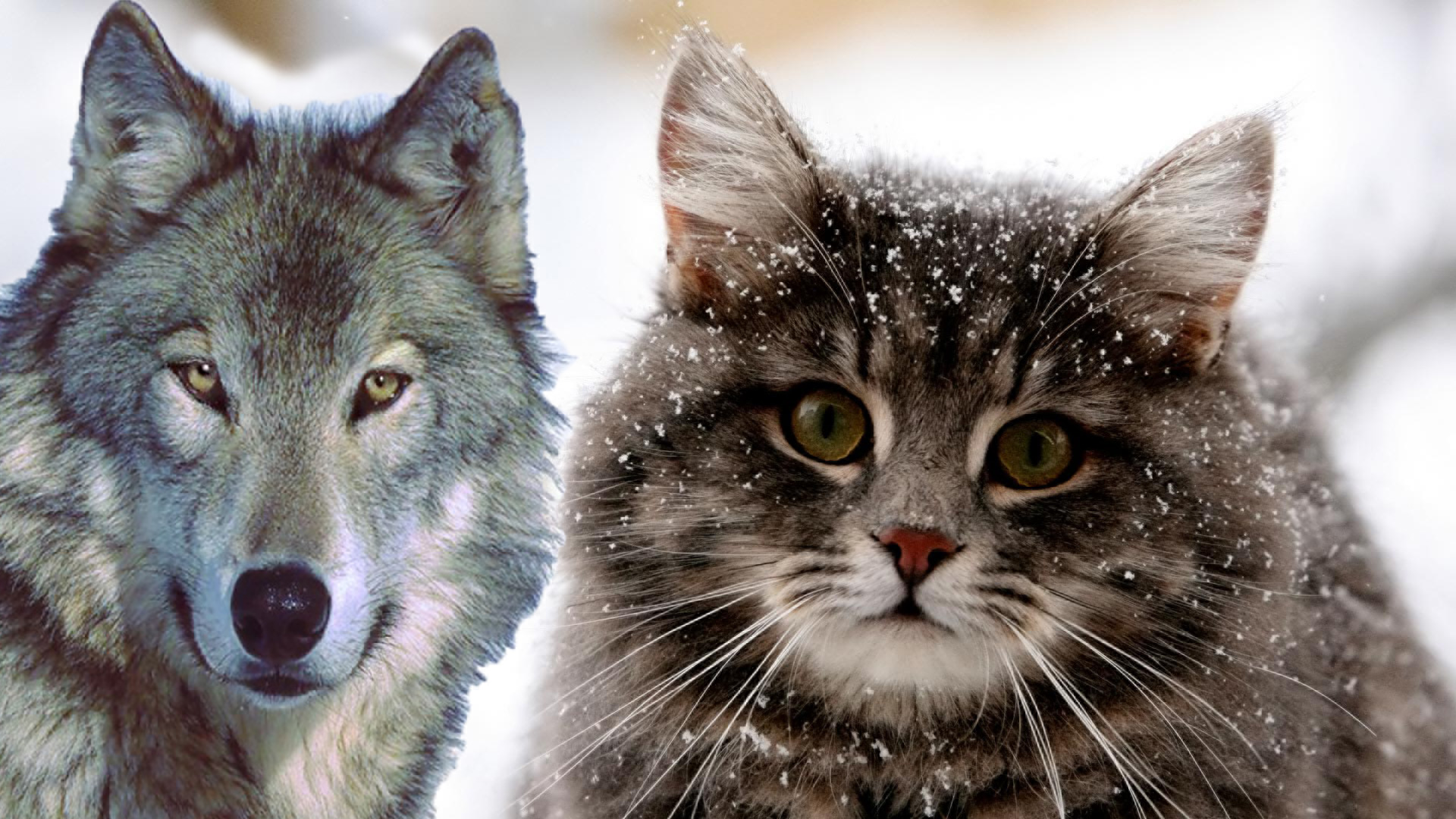 wolf and cat by Ricktorthewolf on DeviantArt