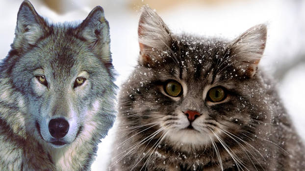 wolf and cat