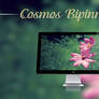 Cosmos Bipinnatus - Wallpaper