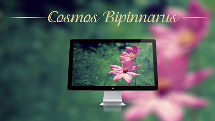 Cosmos Bipinnatus - Wallpaper