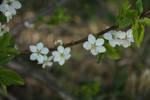 Blossom 1 by SacMPhoto