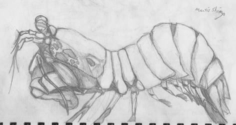 mantis shrimp!
