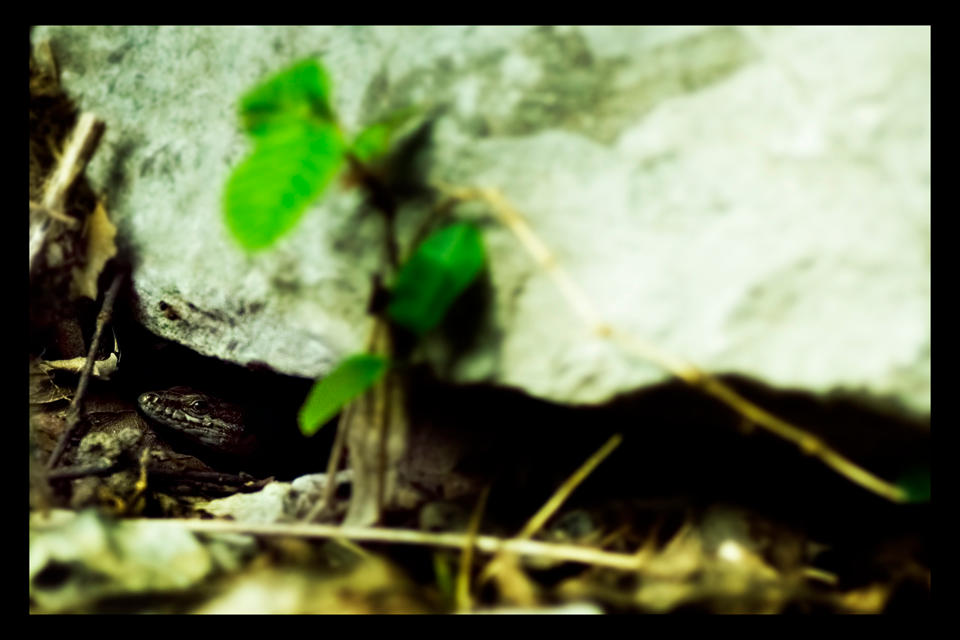 lizard 2 by in-rainbow on DeviantArt