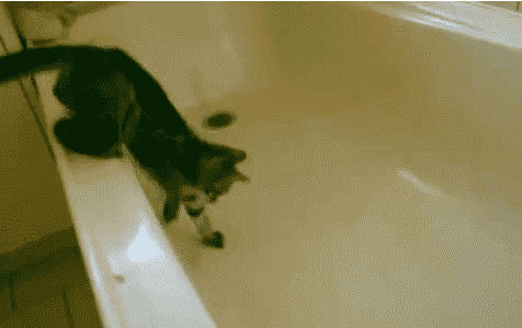 Cat Doesn T Want To Take A Bath Gif By Lookincool45 On Deviantart