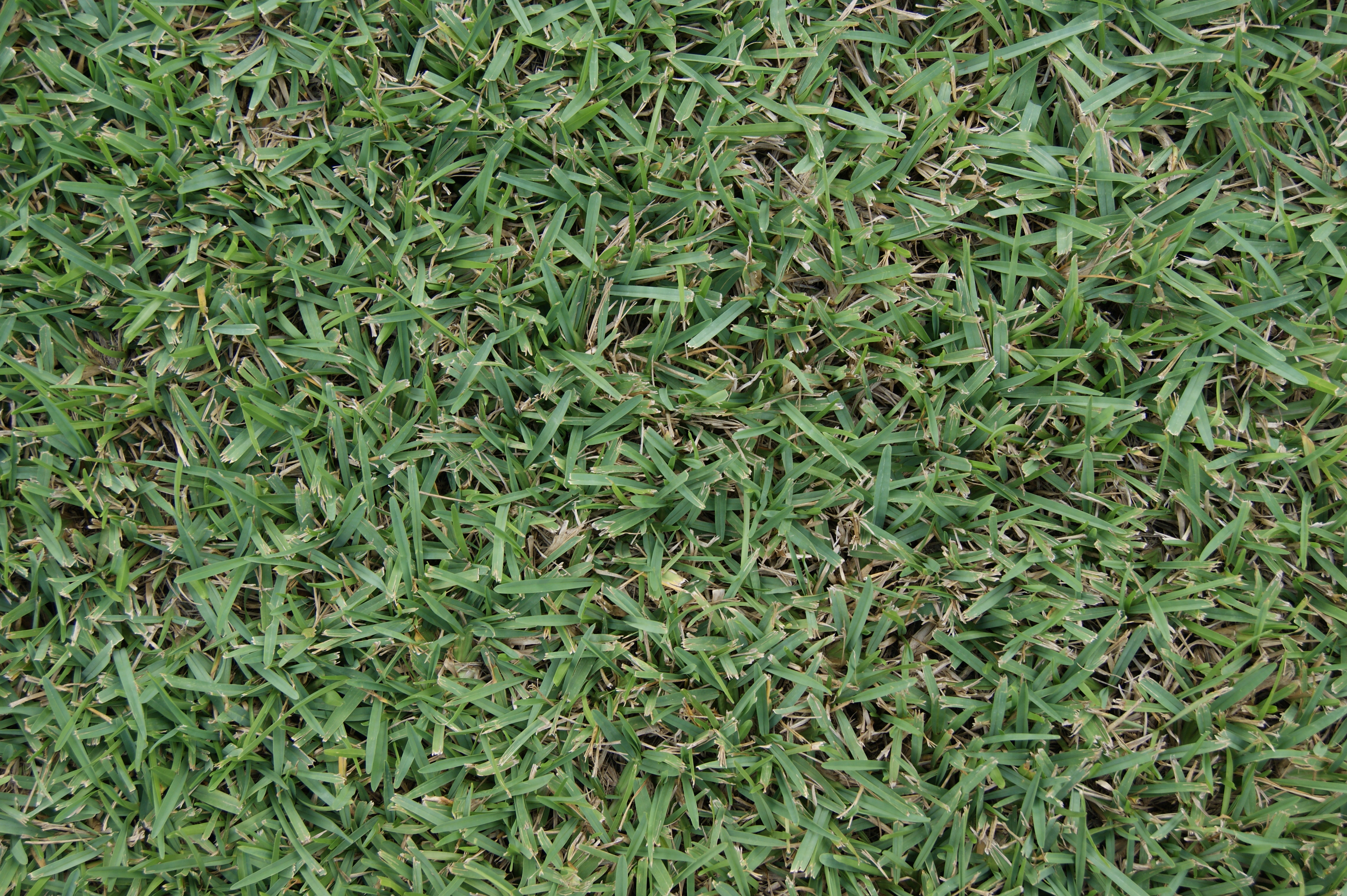 Grass Texture