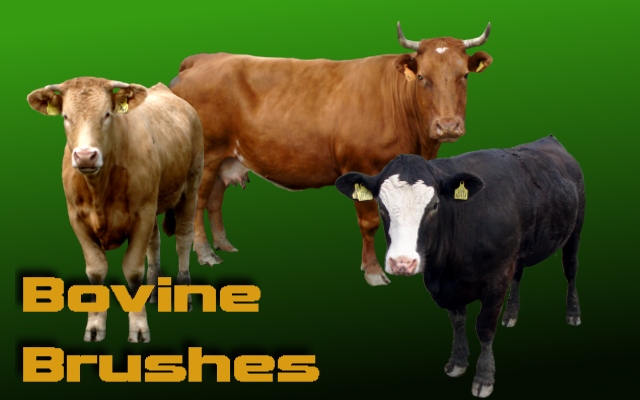 Bovine Brushes