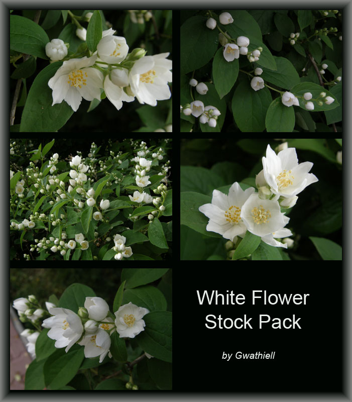 White Flower Stock Pack