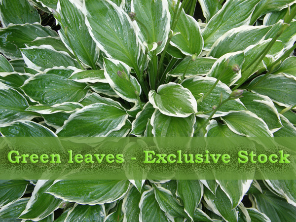 ExclStock GreenLeaves