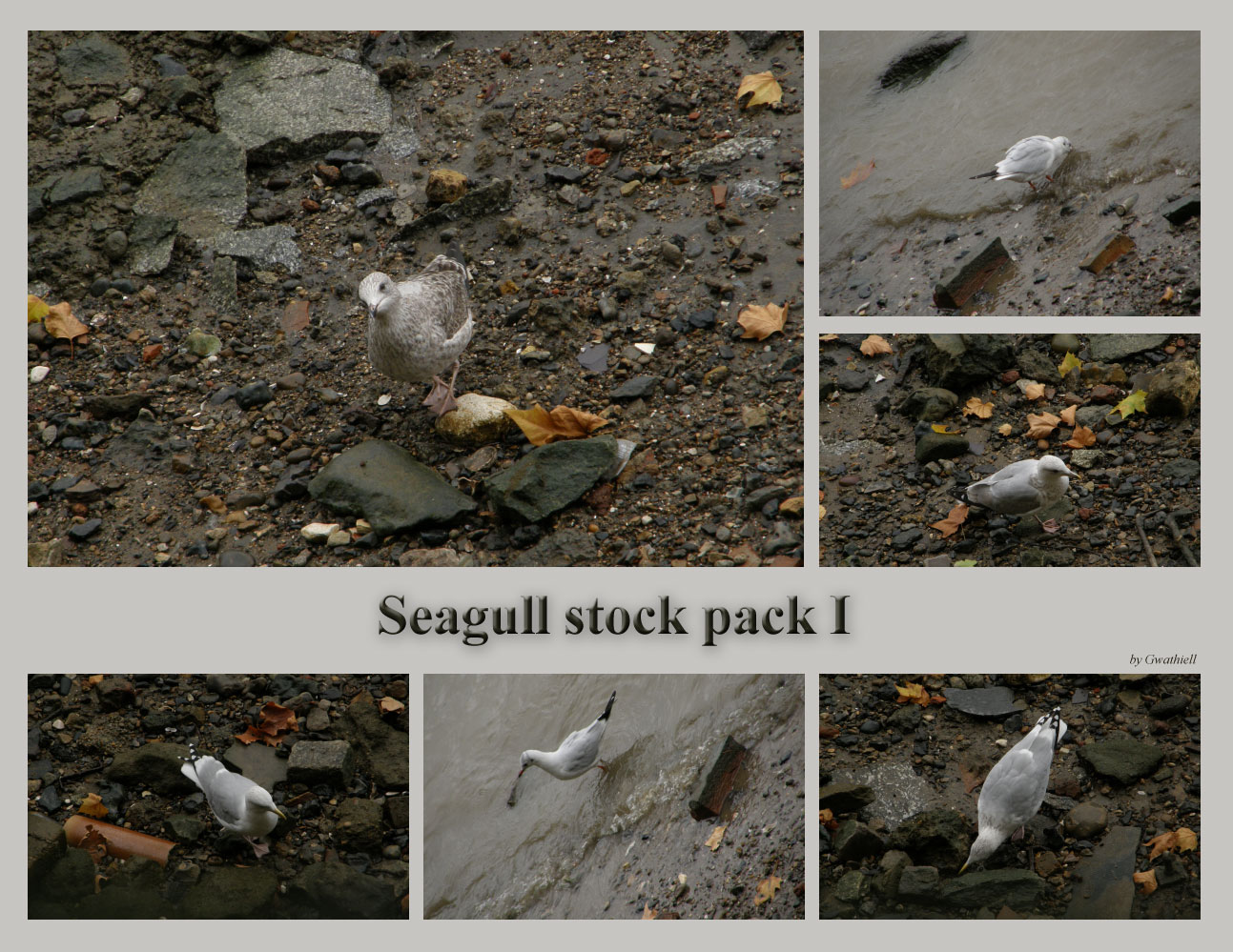 London 13 Seagull Wink