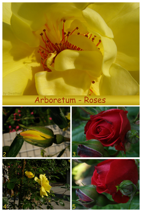 Arboretum - Roses Pack