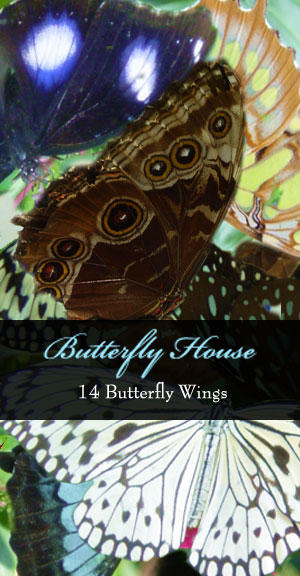 Butterfly House Pack