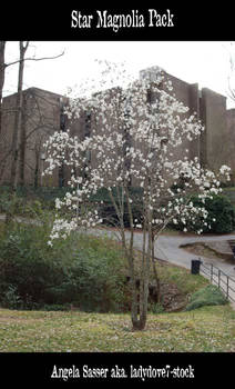 Star Magnolia PACK