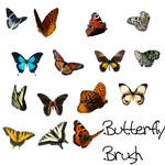 Butterfly Brush