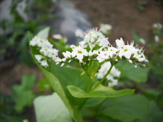 Buckwheat