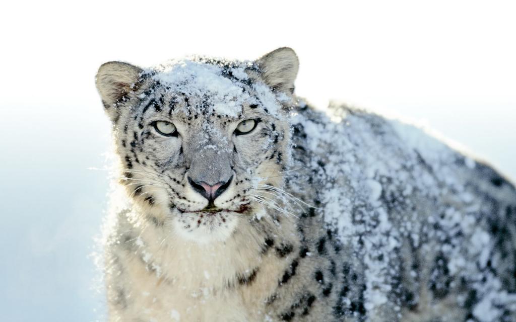 Mac OSX Snow Leopard Wallpaper