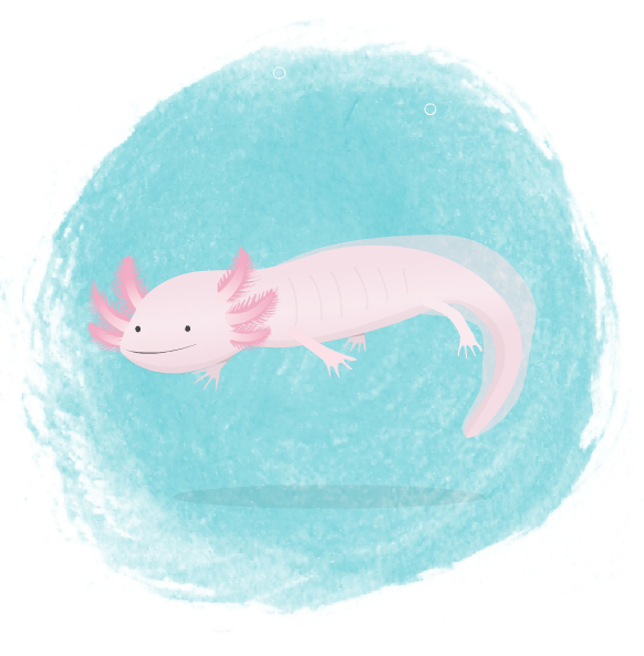 Georges the Axolotl