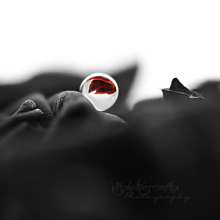 Kiss From A Rose On The gray by VioletVeronika on DeviantArt