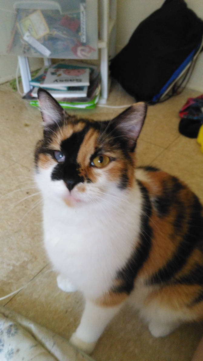 Diva Cat Gif By The Rake Creature On Deviantart