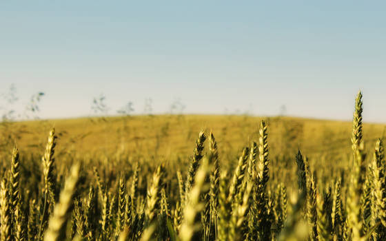 Cornfield