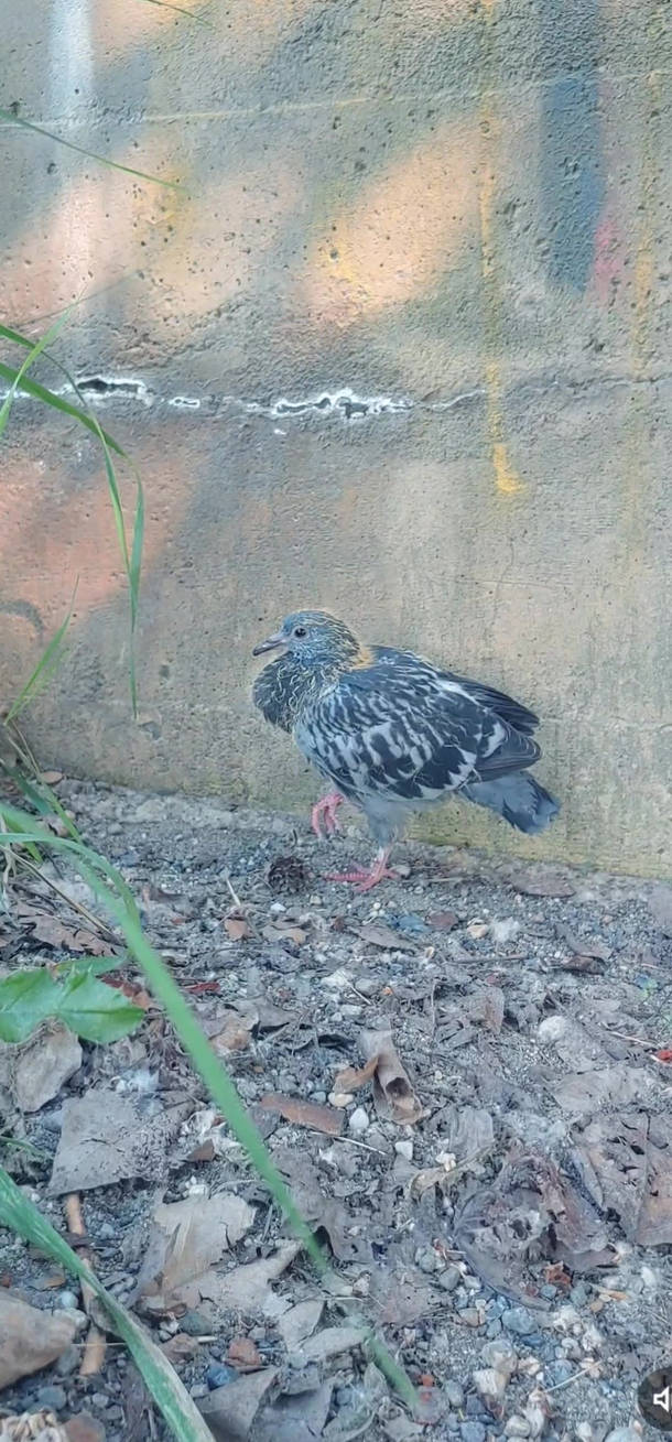 heat wave -poor birdie